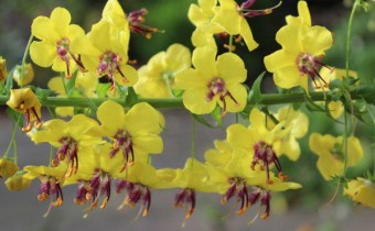Verbascum arcturus, Foto vom 16.10. (© Spender 55)