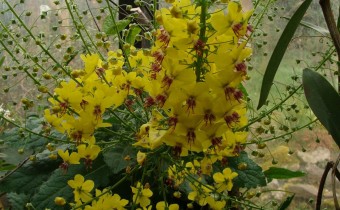 Verbascum arcturus, Foto vom 3.2. im Kalthaus (© Spender 55)