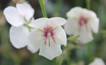 Verbascum blattaria f. albiflorum, Foto vom 16.8. (© Spender 86)