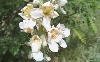 Verbascum lychnitis, Foto vom 27.5. (© Spender 55)