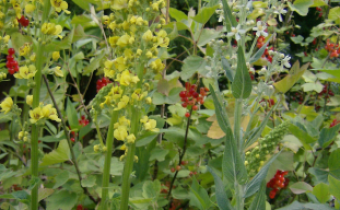Verbascum lychnitis (rechts) zusammen mit Verbascum nigrum, Foto vom 15.6. (© Spender 240)