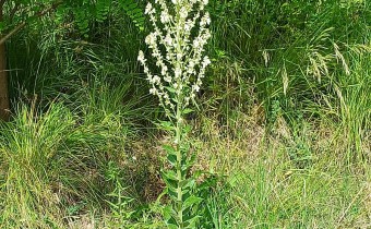 Verbascum lychnitis, Foto vom 29.5. (© Spender 55)