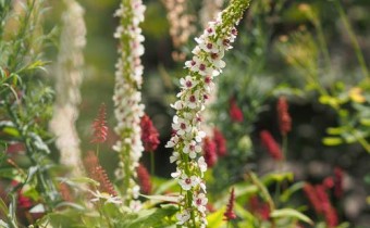 Verbascum nigrum f. albiflorum (© Spender 319)