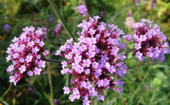 Verbena bonariensis, Foto vom 8.10. (© Spender 55)