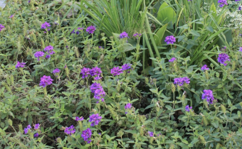 Verbena rigida, Foto vom 12. Juli (© Spender 86)