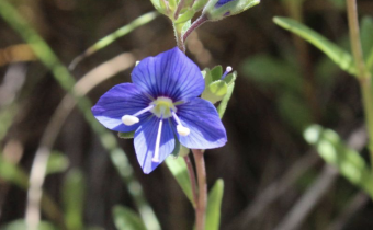 Veronica fruticans am Naturstandort, Foto vom 25. Juni (© Spender 55)