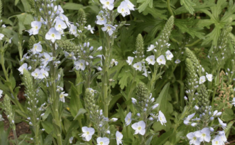 Veronica gentianoides (© Spender 253)