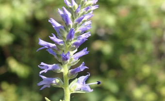 Veronica incana, Foto vom 7. Juli (© Spender 55)