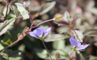 Veronica peduncularis, Foto vom 5. September (© Spender 86)