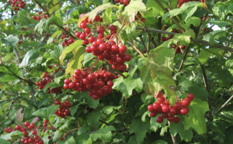 Viburnum opulus, Foto vom 5. August (© Spender 319)