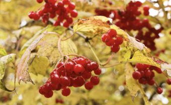 Viburnum opulus, Foto vom 30. Oktober (© Spender 319)