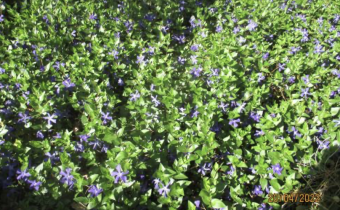 Vinca major, Foto vom 10. April (© Spender 240)