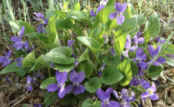 Viola odorata, Foto vom 12. April (© Spender 55)