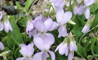 Viola pyrenaica, Foto vom 4. April (© Spender 55)