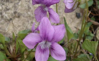Viola riviniana 'Rosea', Foto vom 14. April (© Spender 55)