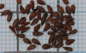 Aethionema grandiflorum Samen (© Gabriele Renneberg)
