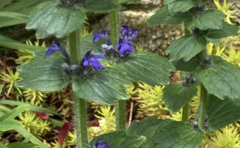 Ajuga genevensis, Foto vom 13.5. (© Spender 419)