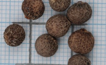 Arum dioscoridis Samen (© Gabriele Renneberg)