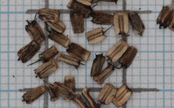Bunium ferulaceum Samen (© Gabriele Renneberg)
