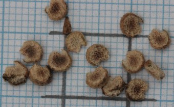 Callirhoe involucrata Samen (© Gabriele Renneberg)