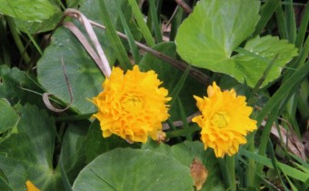 Sorte 'Flore Plena', Foto vom 7.Mai (© Gabriele Renneberg)