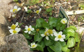 Caltha palustris var. alba (© Gabriele Renneberg)