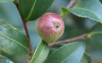 Camellia sasanqua, Frucht,  Foto vom 27.10. (© Spender 55)