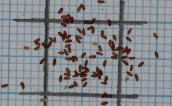Campanula choruhensis Samen (© Gabriele Renneberg)