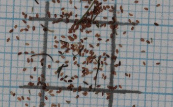 Campanula rapunculus Samen (© Gabriele Renneberg)
