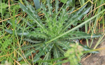 Rosette, Foto vom 7.Mai (© Gabriele Renneberg)
