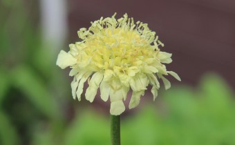 Foto vom 22.Juni (© Gabriele Renneberg)