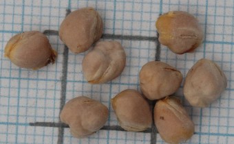 Convallaria majalis Samen (© Gabriele Renneberg)