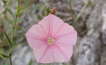 Convolvulus cantabrica, Foto vom 30.5. (© Spender 55)