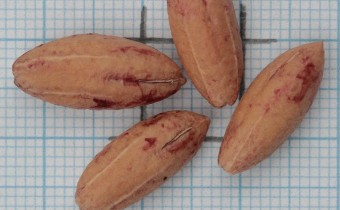 Cornus mas Samen (© Gabriele Renneberg)