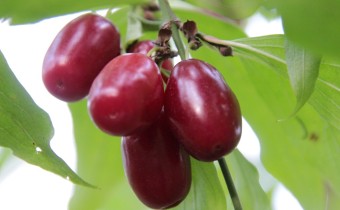 Früchte der Sorte 'Jolico', Foto vom 8.10. (© Gabriele Renneberg)