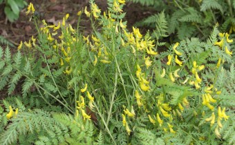 Corydalis cheilanthifolia, Ken-Caro Gardens, Cornwall, Foto vom 2.Mai (© Gabriele Renneberg)