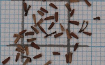 Cota tinctoria Samen (© Gabriele Renneberg)
