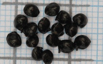 Dianella caerulea Samen (© Gabriele Renneberg)