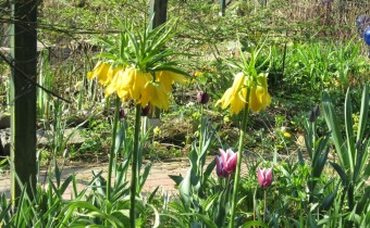 'Lutea', Foto vom 22.April (© Gabriele Renneberg)