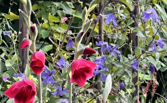 Gladiolus papilio 'Ruby', Foto vom 23.7. (© Spender 419)