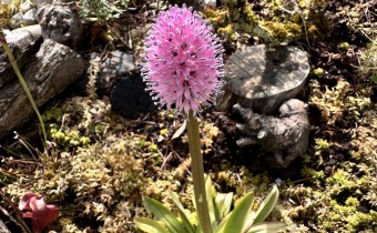 Helonias bullata, Foto vom 7.4. (© Spender 419)
