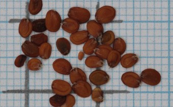 Iberis carnosa Samen (© Gabriele Renneberg)