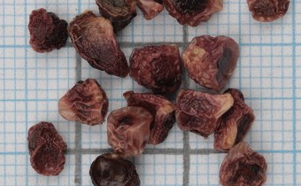 Iris kerneriana Samen (© Gabriele Renneberg)