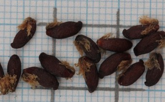 Jeffersonia diphylla Samen (© Gabriele Renneberg)