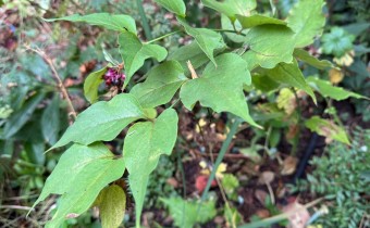 Leycesteria formosa, Foto vom 10. November (© Spender 419)