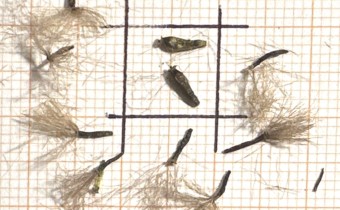 Ligularia przewalskii Saat: Zwei fertile Körner, der Rest unfruchtbar (© Spender 419)