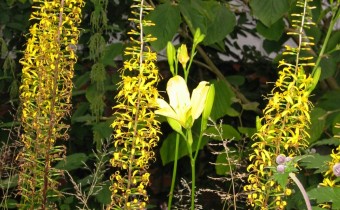 Ligularia przewalskii, Foto vom 17. Juli (© Gabriele Renneberg)