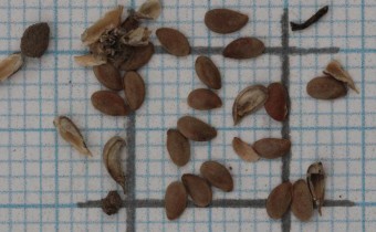 Linum flavum Samen (© Gabriele Renneberg)