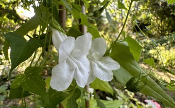 Maurandya scandens 'White', Foto vom 5. September (© Spender 419)