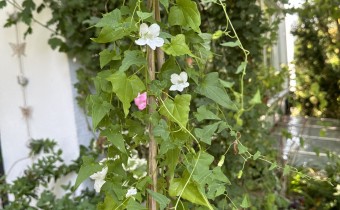 Maurandya scandens 'White', Foto vom 5. September (© Spender 419)